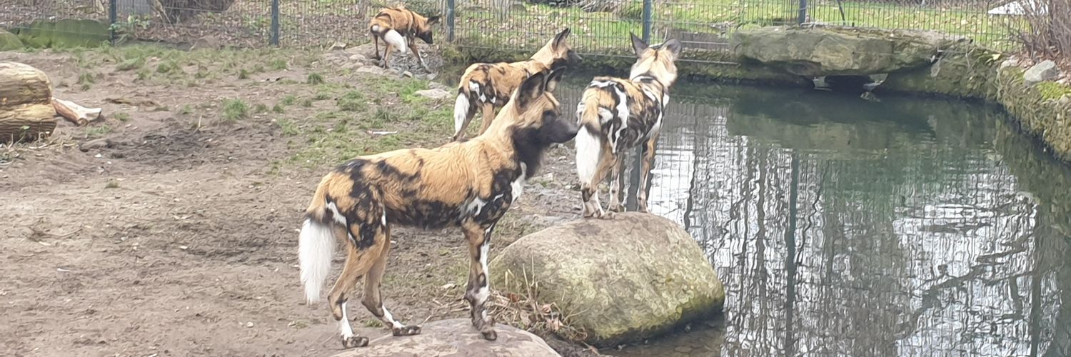 Curtis Brennick banner