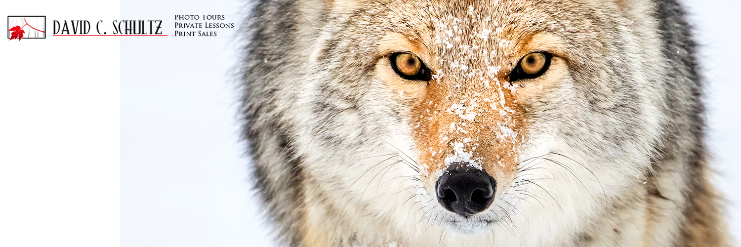 westlightimages's profile banner image