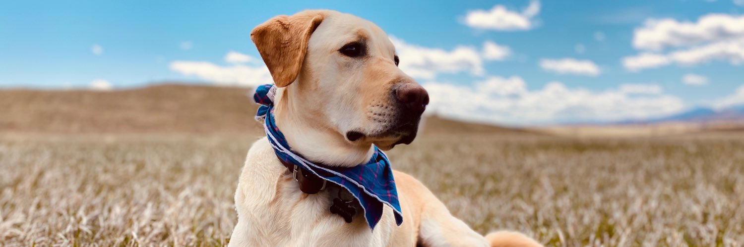 Elliezzzz's profile banner image
