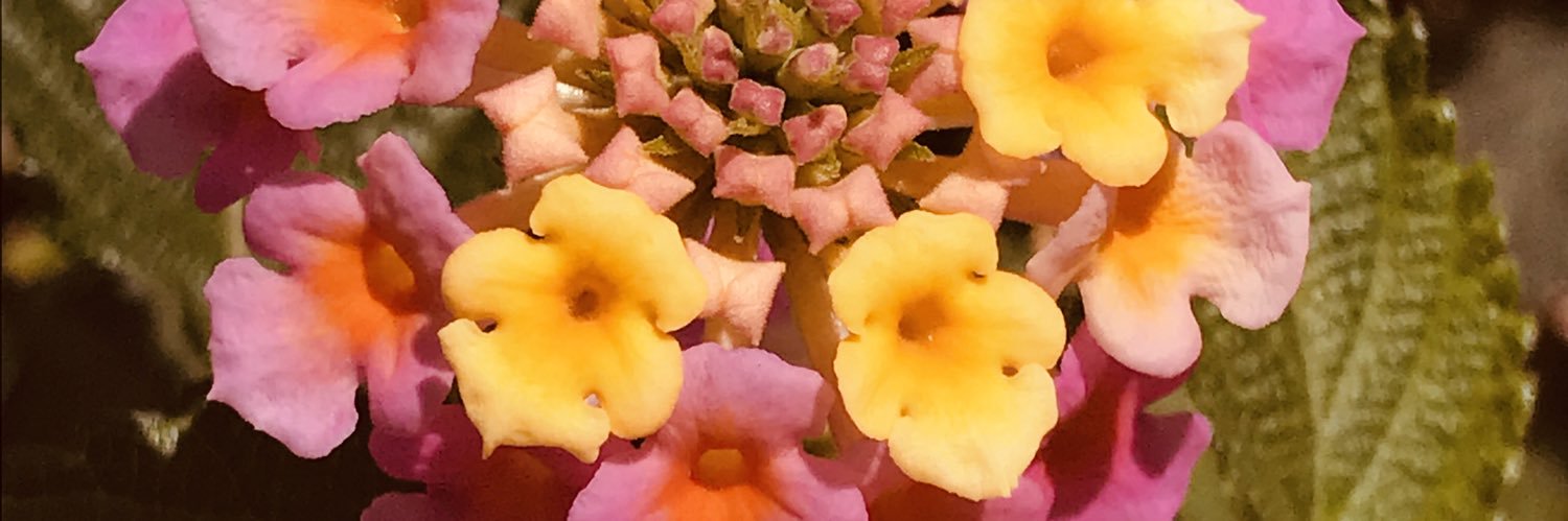 gpnegron's profile banner image