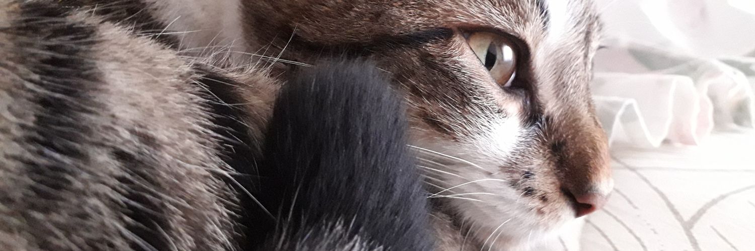 GiScheffer_'s profile banner image