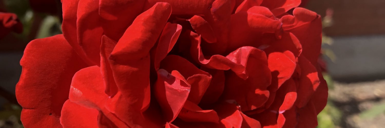 liz_ul17's profile banner image