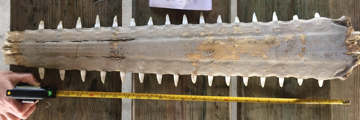 Annmarie Fearing (she/her) banner