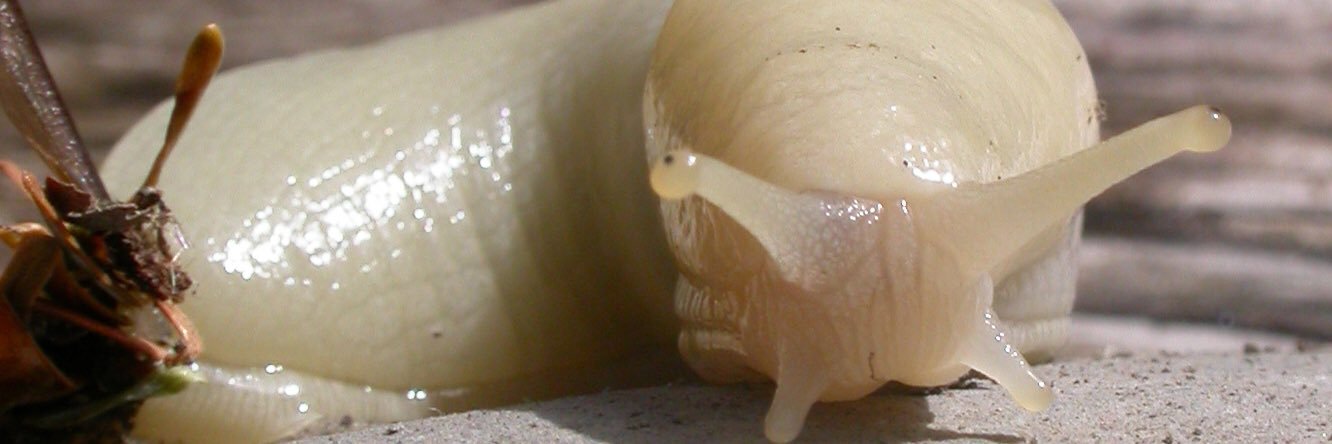 bigslug99's profile banner image