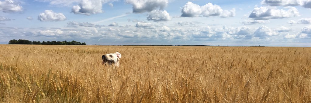 Bailey Sigvaldason banner