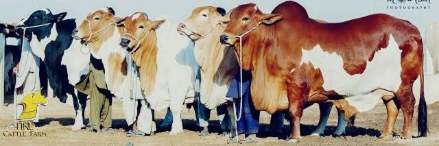 SohrabGothMandi's profile banner image