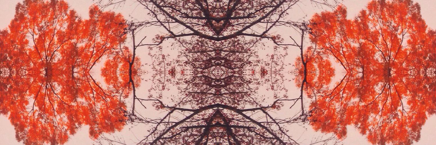 callafrnadreamn's profile banner image