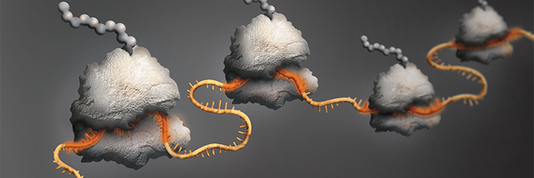 siTOOLsBiotech Profile Banner