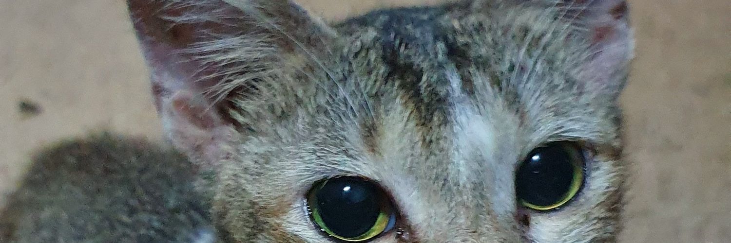 arrriiip's profile banner image