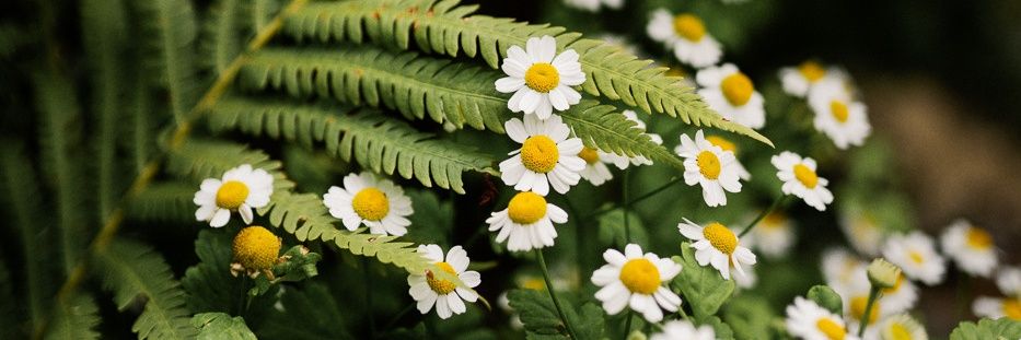 їйбозавр весняний🪻 banner