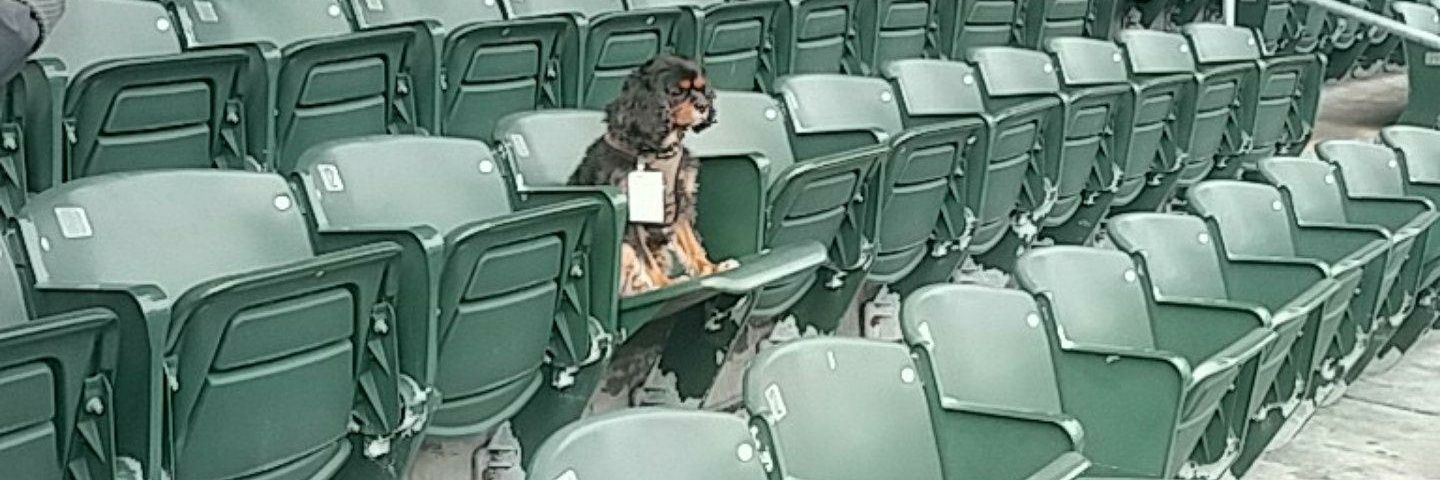 Caleb Janowski banner