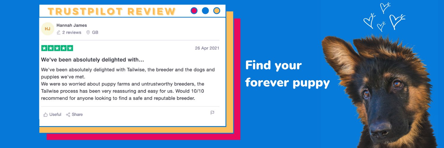 Tailwise 🐾 banner