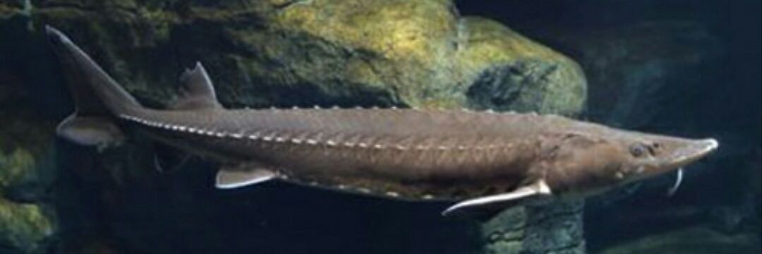 ConservationGenetics banner