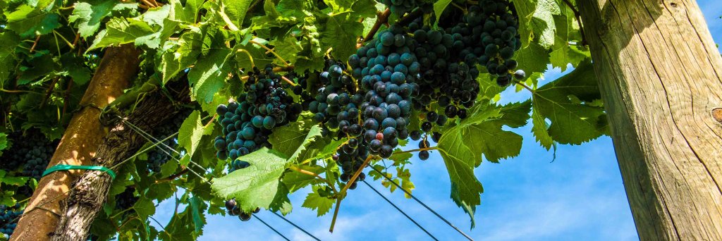 ViniVenezia's profile banner image