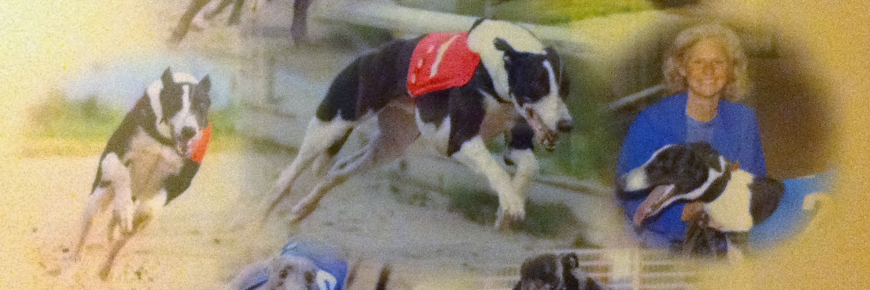 lorraine sams banner