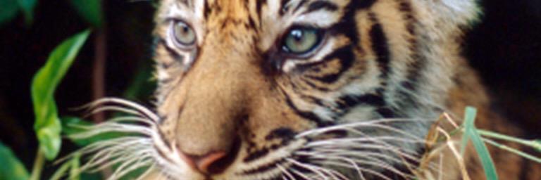 FrkenP's profile banner image