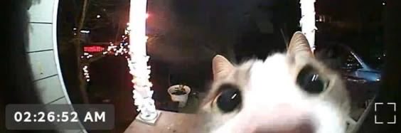 mara 🇵🇸 banner