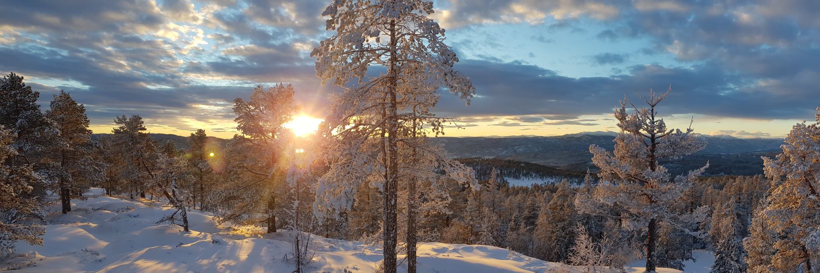 dr Petra Schneidhofer banner
