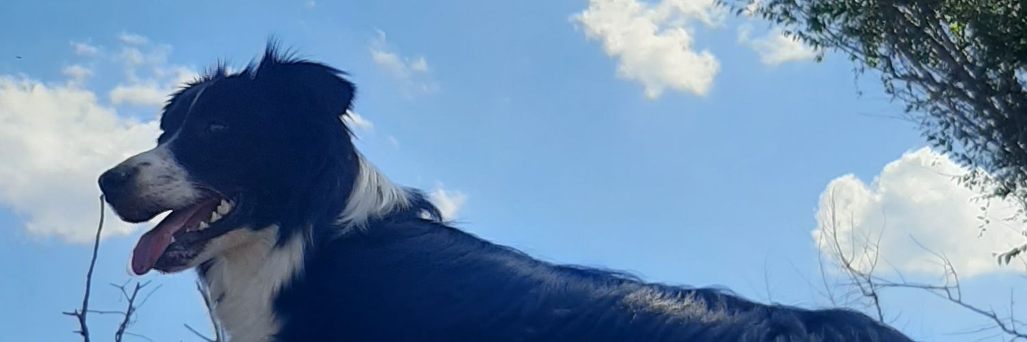 FabrizioMattio's profile banner image