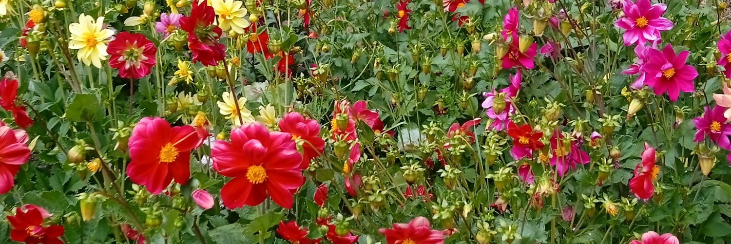 Beatriz Valverde banner