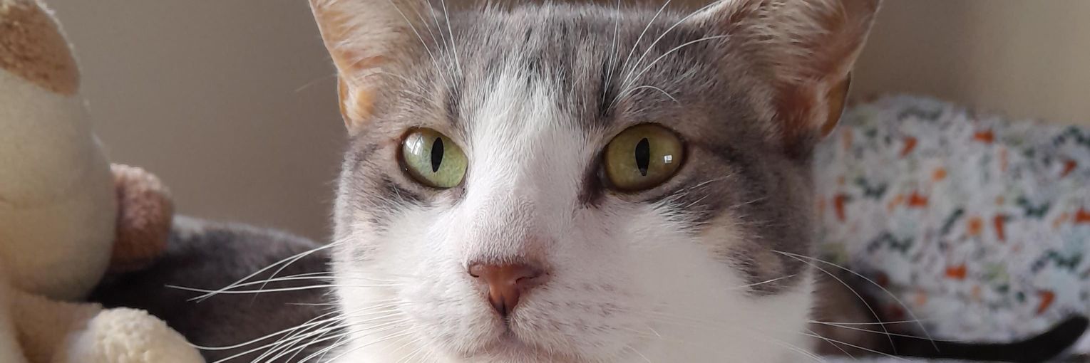 Kira 🌻🌻🌻 banner