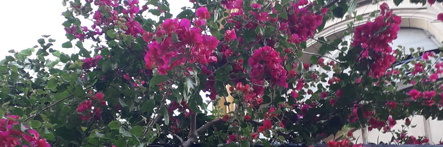 florsanchez500's profile banner image