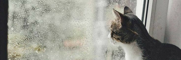 intannoor's profile banner image