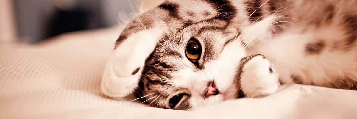 ramchoco_monst's profile banner image