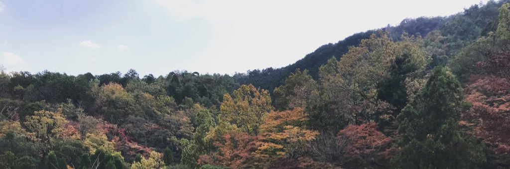 bluelotusroot's profile banner image