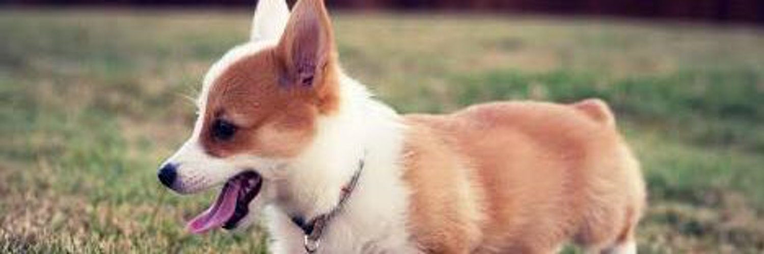 CorgiLoverDaily's profile banner image