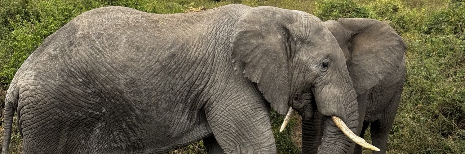itourtanzania's profile banner image