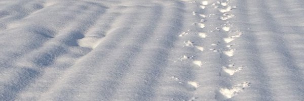 yoshiharusato Profile Banner