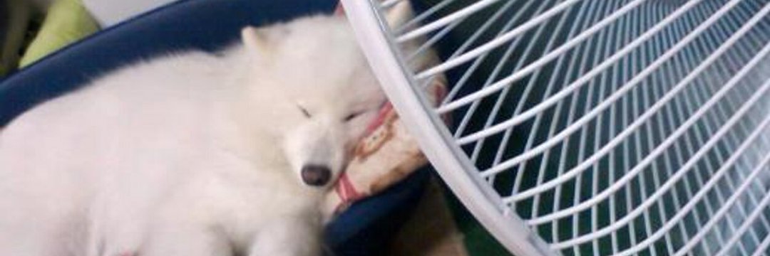 smsmsrkdm's profile banner image