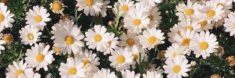 •᷄ɞ•᷅ banner