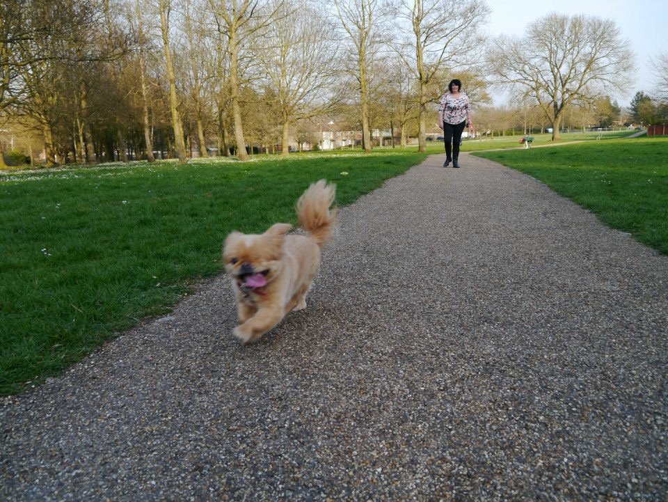 Sophie banner