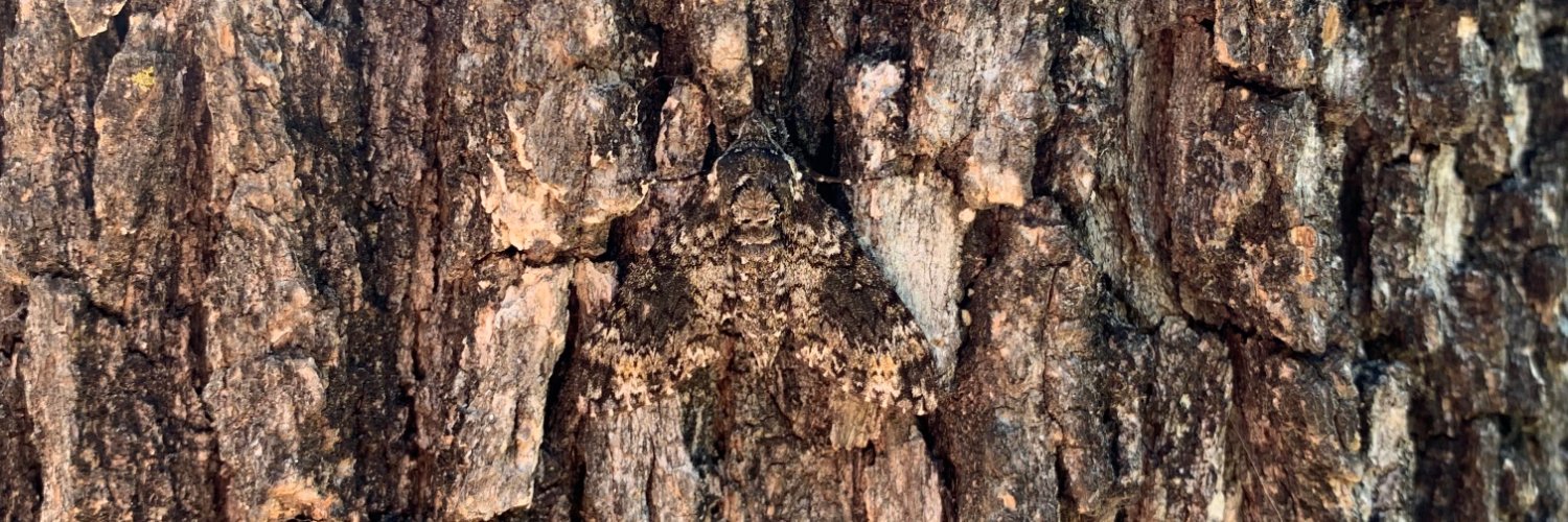 Phillip Ridlen 🐟🍕😋 banner