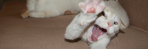 mutimuteee's profile banner image
