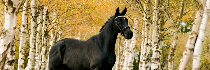 KAPshowjumping's profile banner image