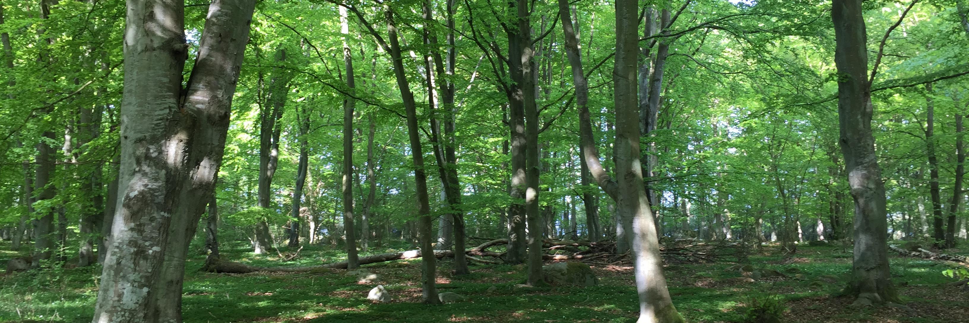 Charlotte Bengtsson banner