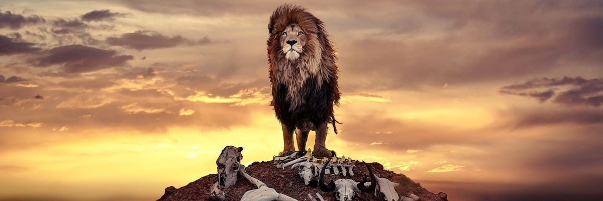 indaninalia's profile banner image