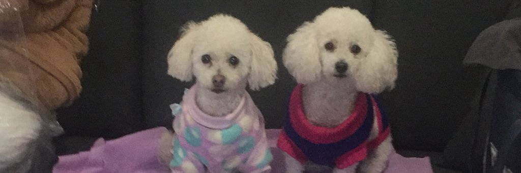 sandypl_'s profile banner image
