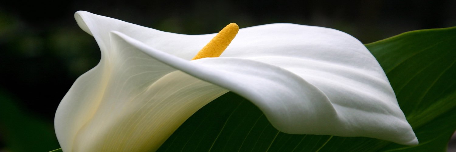 nihcole48's profile banner image