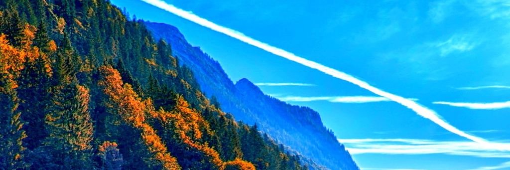 Renee banner