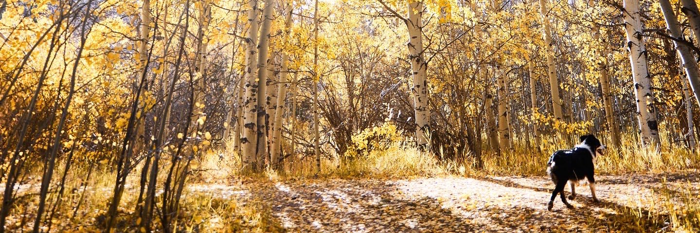 maddielarson10's profile banner image