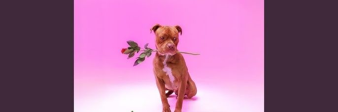 Disoloanetebogo's profile banner image