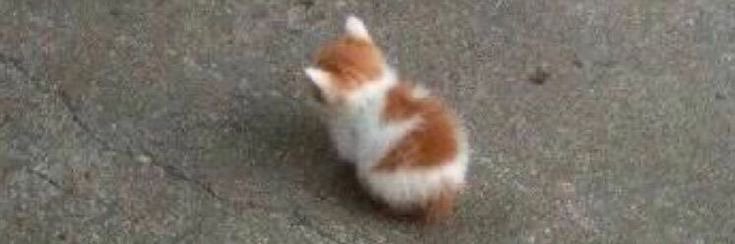 ✖️штру✖️🐀 banner