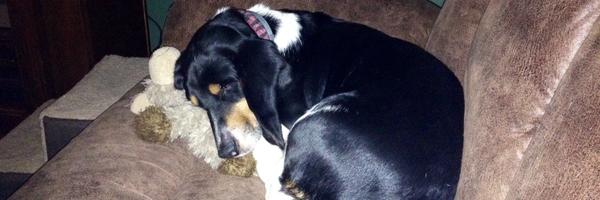 SchellerCynthia Profile Banner