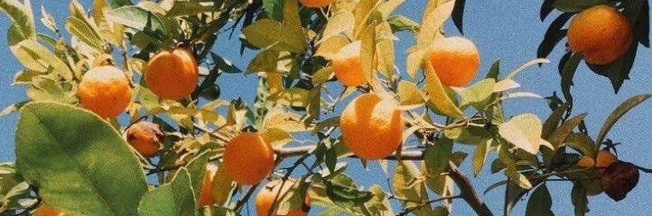 shmilekk's profile banner image
