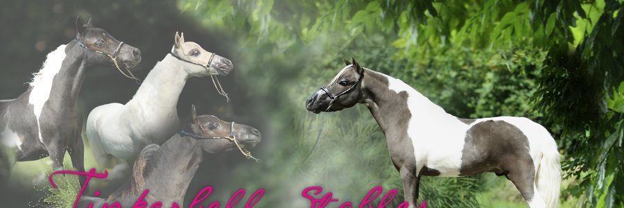 ilseorca's profile banner image