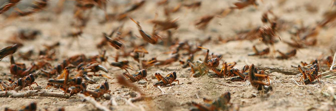 Global Locust Initiative banner